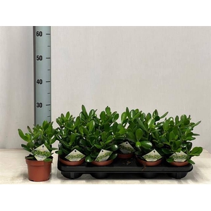 Crassula Ovata 12Ø 25cm