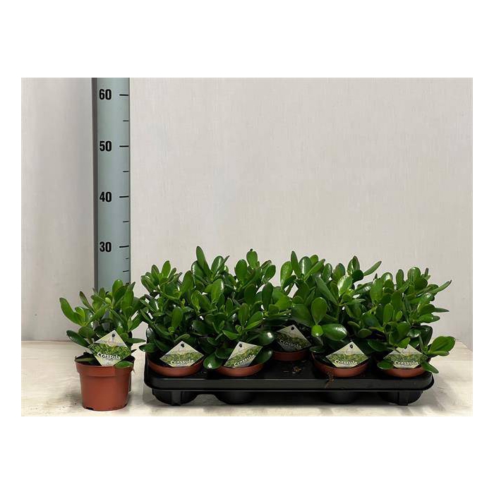 <h4>Crassula Ovata 12Ø 25cm</h4>