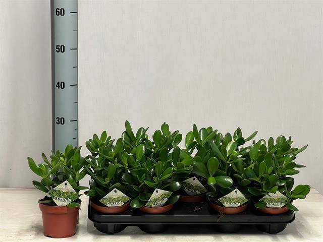 Crassula Ovata 12Ø 25cm