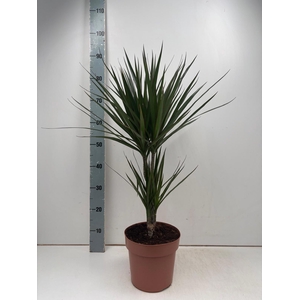 DRA MARGINATA