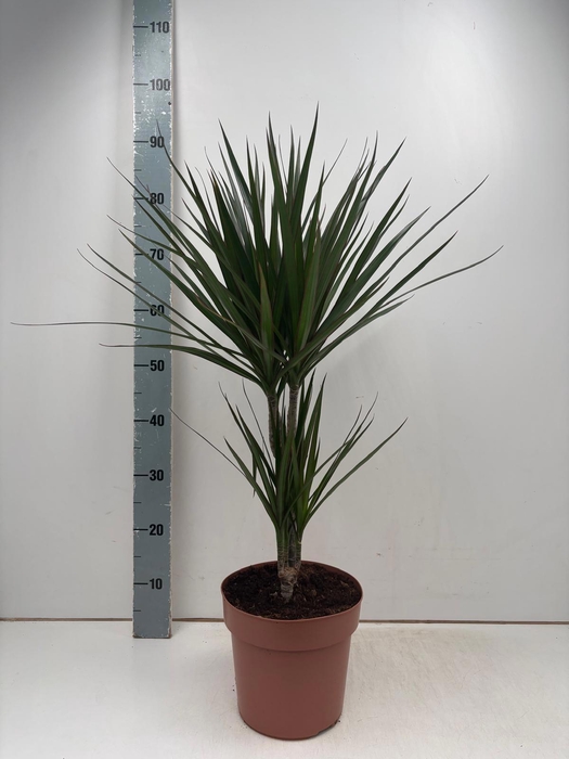 <h4>DRA MARGINATA</h4>