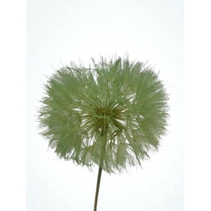 Dandelion Mint d12x28h
