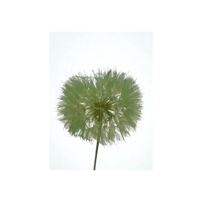 <h4>Dandelion Mint d12x28h</h4>