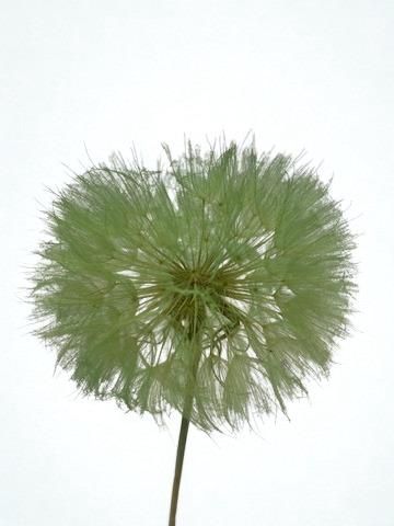 <h4>Dandelion Mint d12x28h</h4>