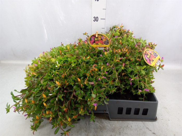 <h4>Portulaca   ...</h4>