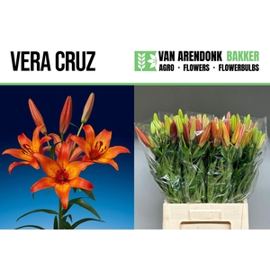 LI LA VERA CRUZ