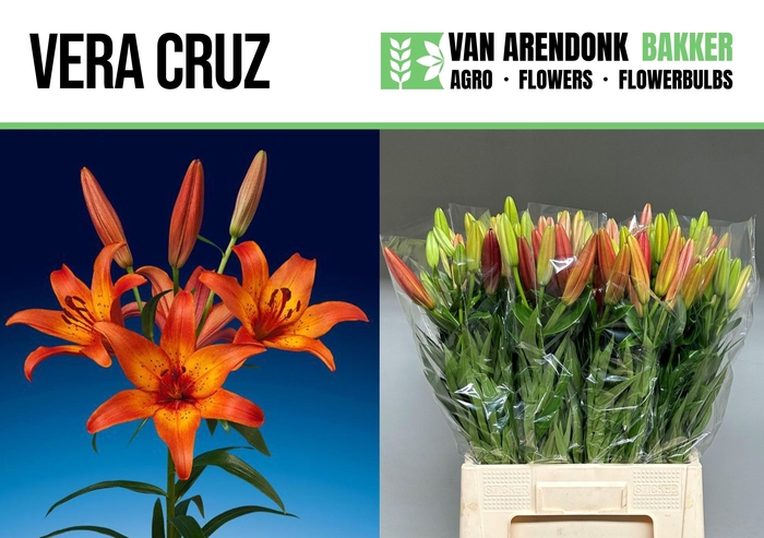 <h4>LI LA VERA CRUZ</h4>