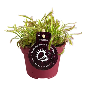 Drosera Capensis 12 cm breedbladig rood