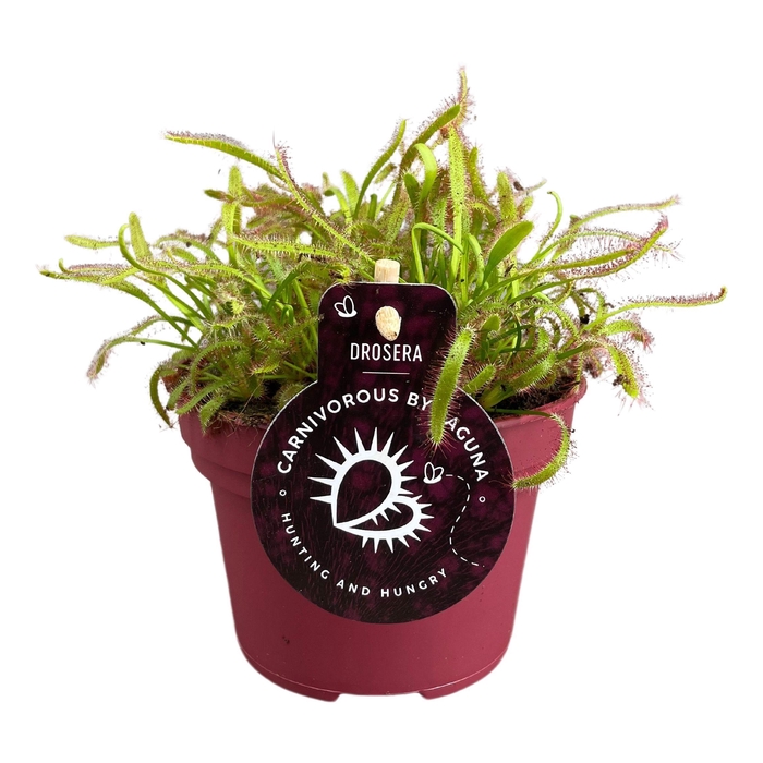 <h4>Drosera Capensis 12 cm breedbladig rood</h4>