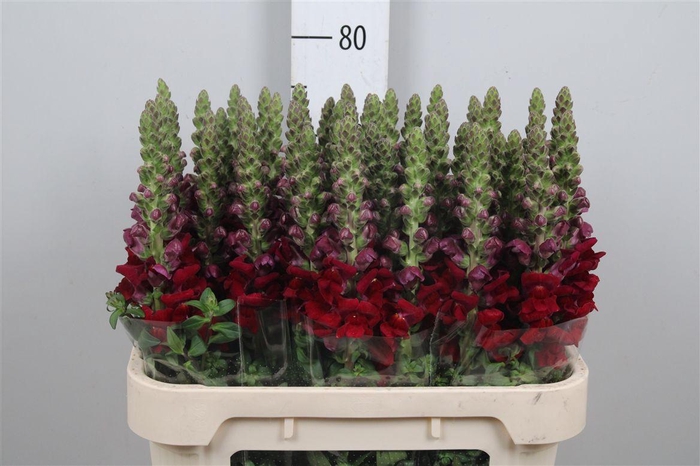 <h4>Antir Avignon Da Red</h4>