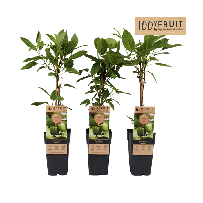 <h4>Actinidia arguta Geneva P15</h4>