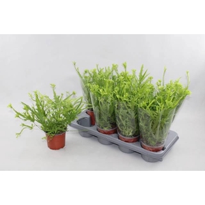 PTERIS MAYI