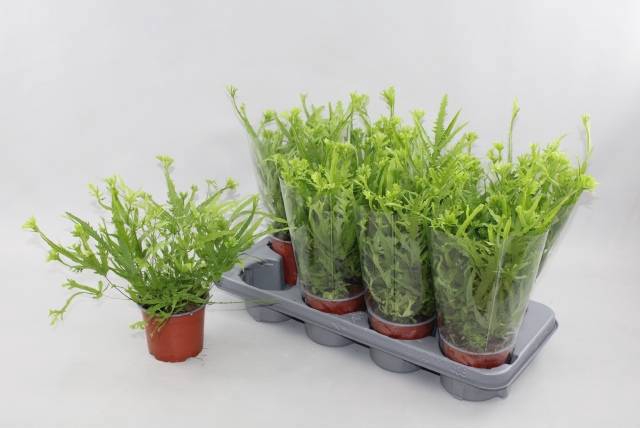 <h4>PTERIS MAYI</h4>