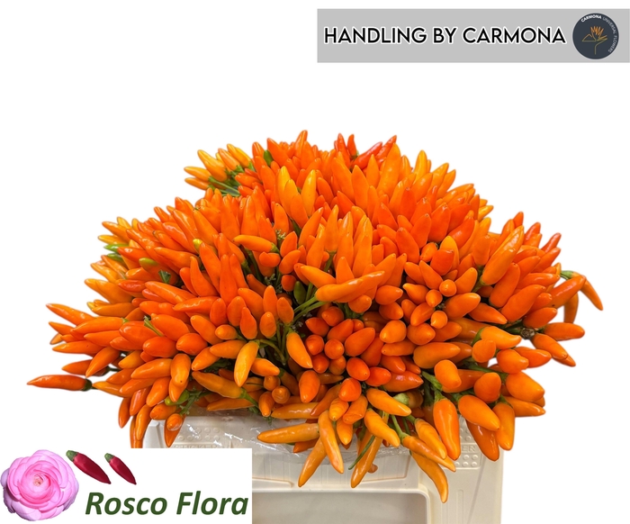 <h4>CAP ORANGE FIRE</h4>