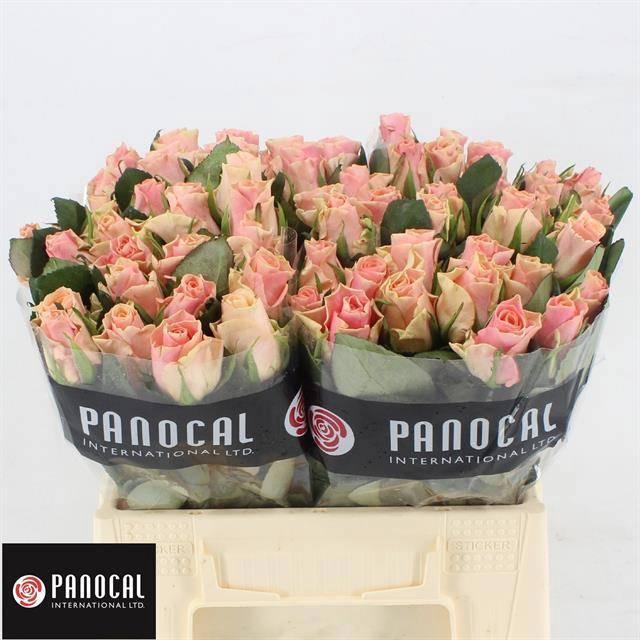 <h4>R GR SWEET TACAZZI+</h4>