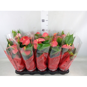 Anthurium andr. 'Success Red'