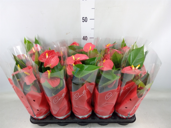 <h4>Anthurium andr. 'Success Red'</h4>