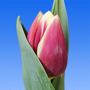 Tulipa Almelo