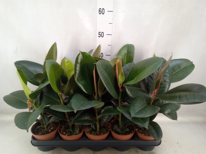 <h4>Ficus elastica 'Robusta'</h4>