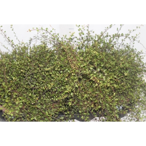 MUEHLENBECKIA ANGEL VINE P14