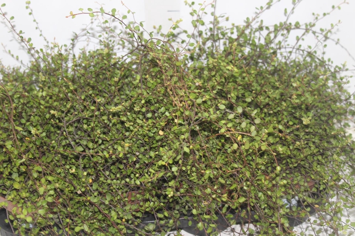 <h4>MUEHLENBECKIA ANGEL VINE P14</h4>