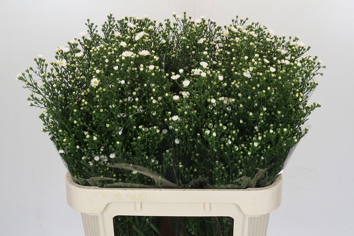 <h4>AST PAQUITA</h4>