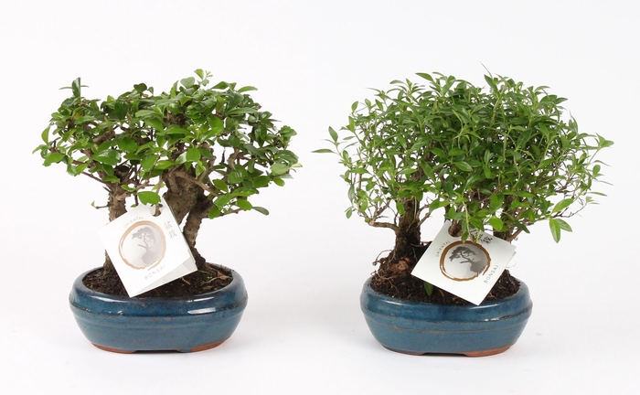 <h4>Bonsai Mix Forest in ø16cm Ceramic</h4>
