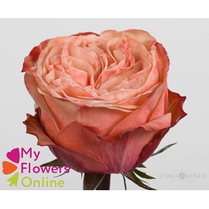 R Gr Kahala Salmon 50cm EC