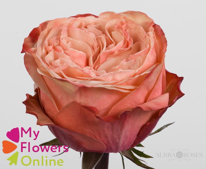 <h4>R Gr Kahala Salmon 50cm EC</h4>