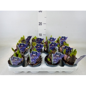 Hyacinthus orie. 'Multifl' ..