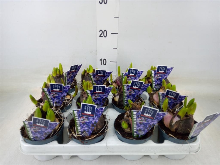 <h4>Hyacinthus orie. 'Multifl' ..</h4>