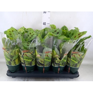 Maranta leuc. 'Kerchoveana'