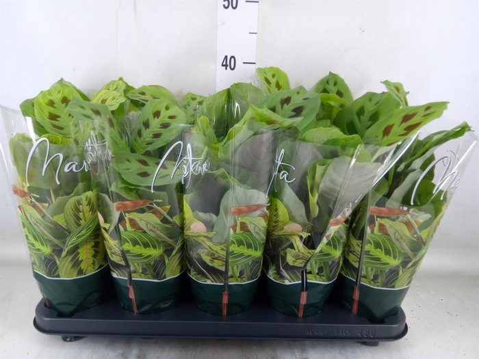 <h4>Maranta leuc. 'Kerchoveana'</h4>