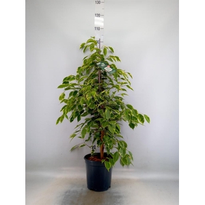 Ficus benja. 'Golden King'