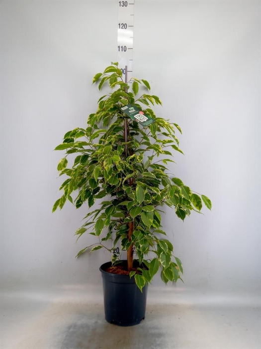 <h4>Ficus benja. 'Golden King'</h4>