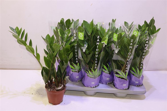 <h4>Zamio Zamiifolia</h4>