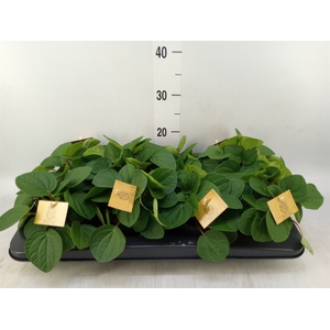 Peperomia albov. 'Rana Verde'