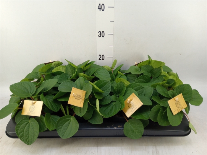 <h4>Peperomia albov. 'Rana Verde'</h4>