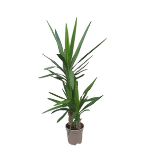 Yucca Elephantipes 2 toef 45-20