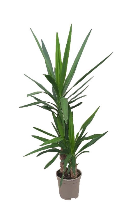 Yucca Elephantipes 2 toef 45-20