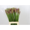 Nerine Mister Nick