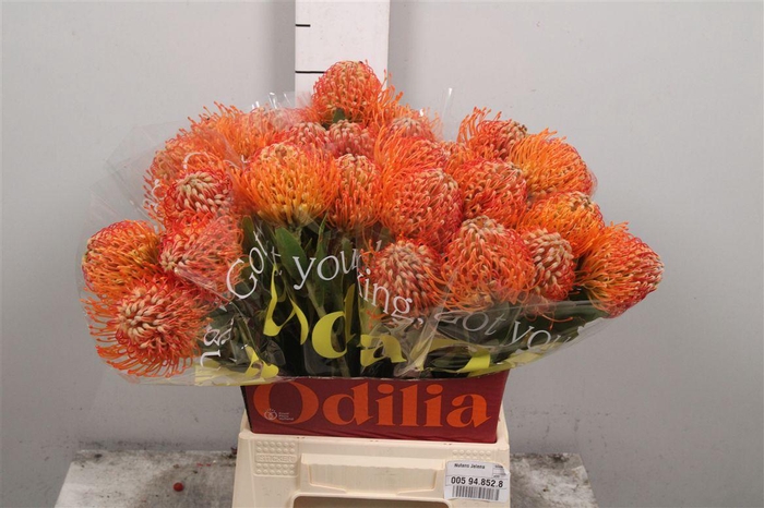 <h4>Leuco Jelena</h4>