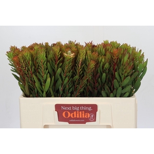 Leucadendron Safari Sunset