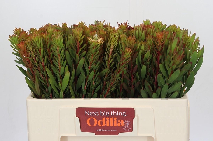 <h4>Leucadendron Safari Sunset</h4>