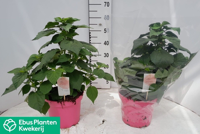 <h4>HIBISCUS M LU ROSE</h4>