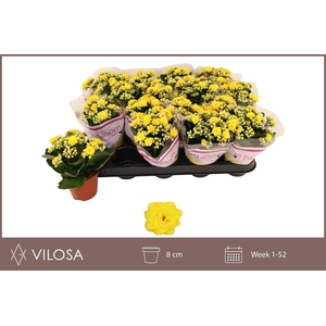 Kalanchoe Double Yellow
