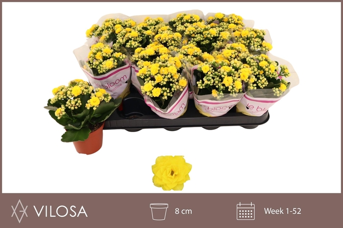 <h4>Kalanchoe Double Yellow</h4>