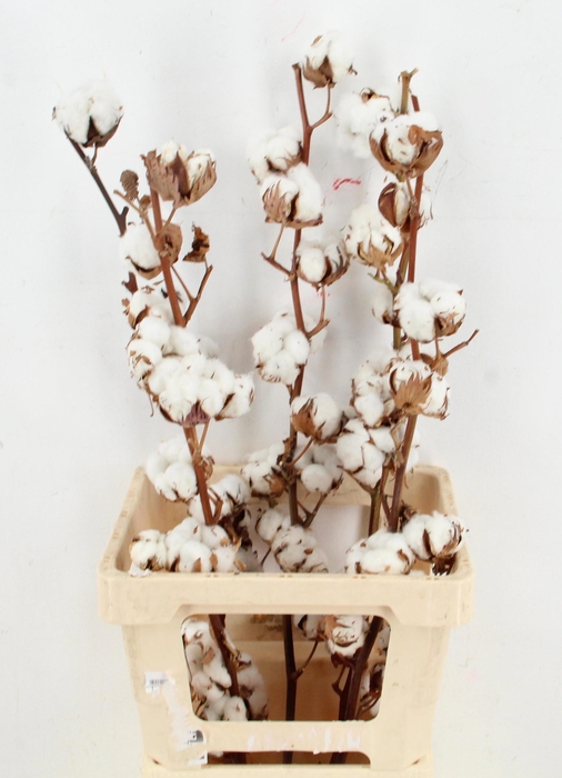 <h4>GOS HIRSUTUM WIT</h4>