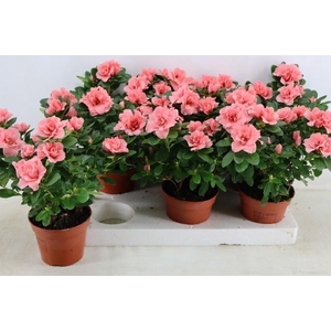 RHODO SI THESLA
