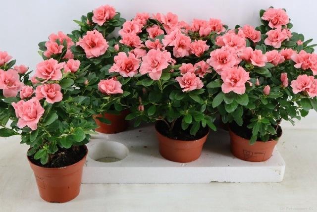 <h4>RHODO SI THESLA</h4>